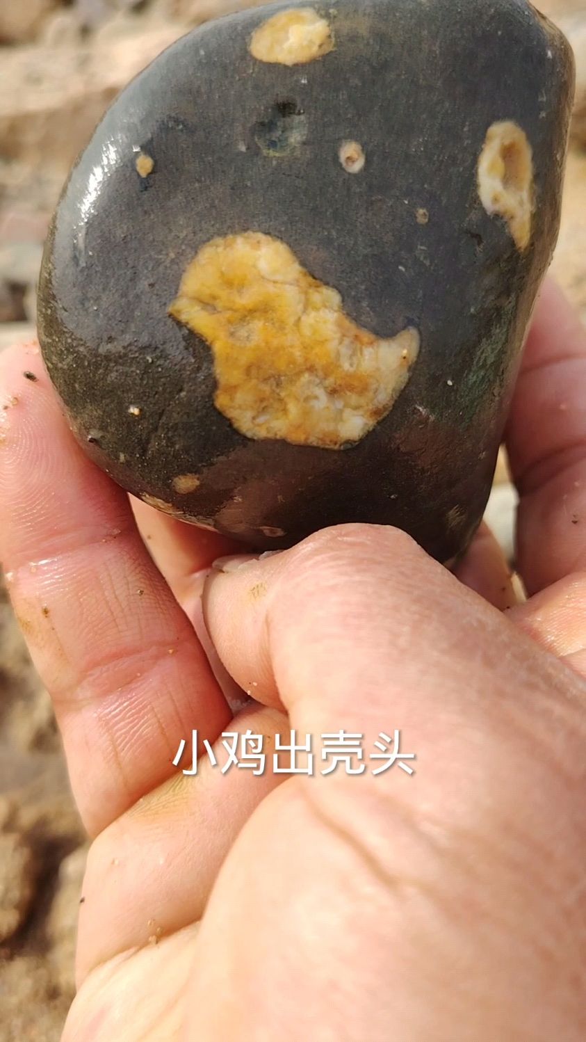 人家的小鸡出壳上亿,咱的又会怎么样