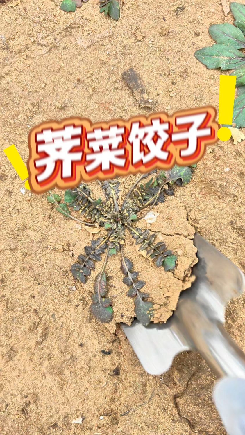 挖荠菜,包饺子,真好吃