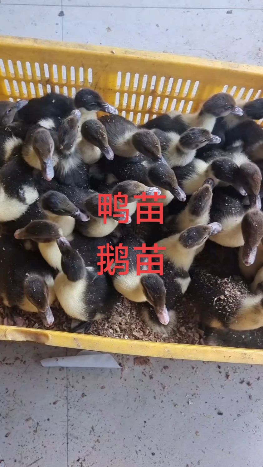 鸭苗鹅苗鸡苗孵化基地