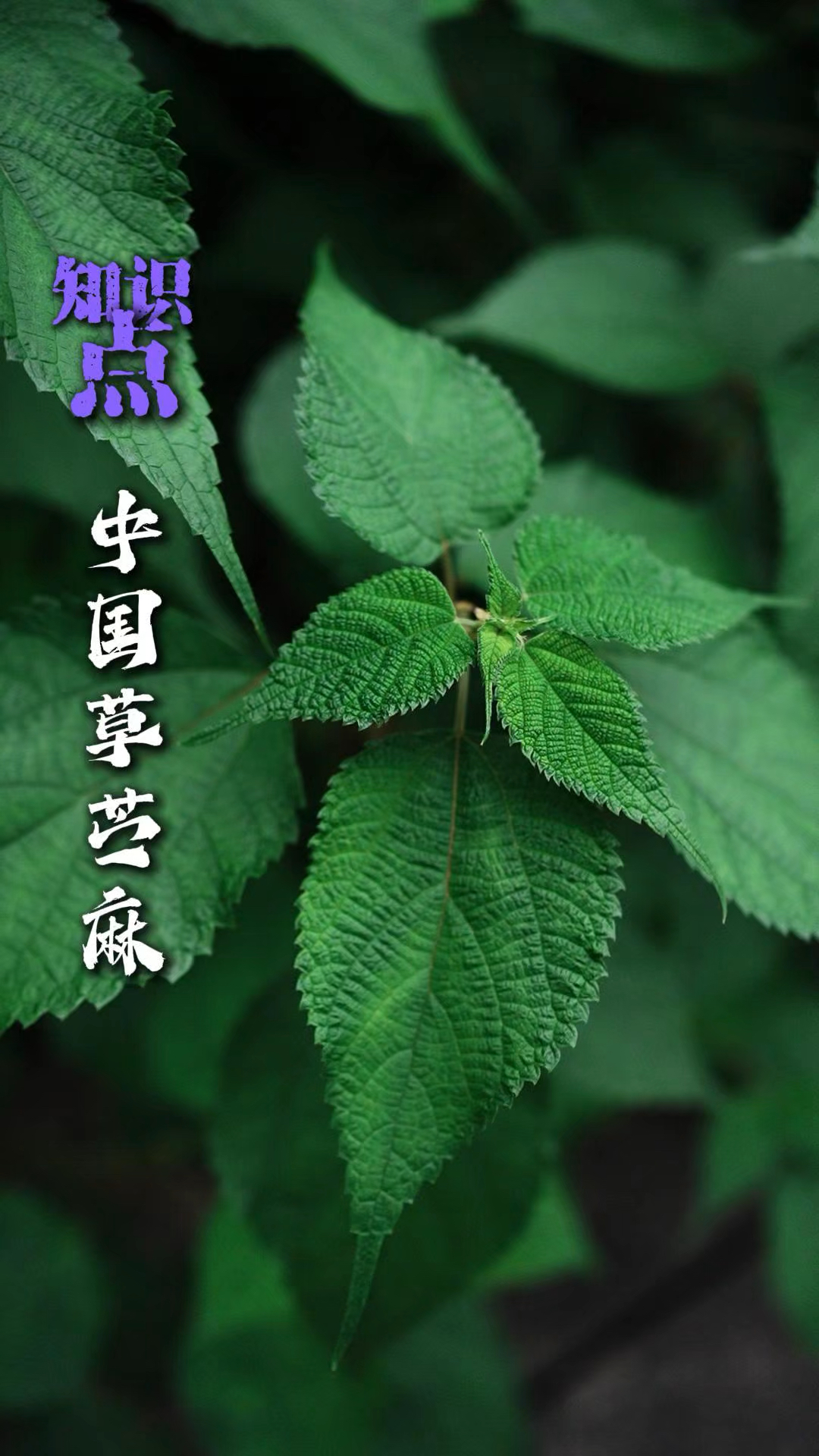 “中国草”苎麻,织就夏布的天然纤维之王#雷姑娘#乡村旅游#植物