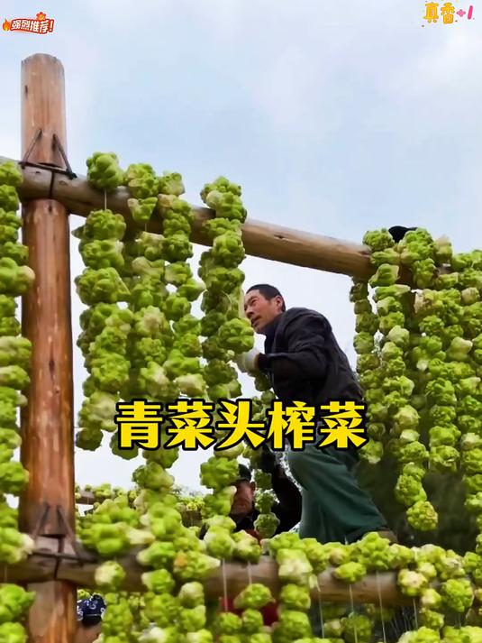 青菜头榨菜