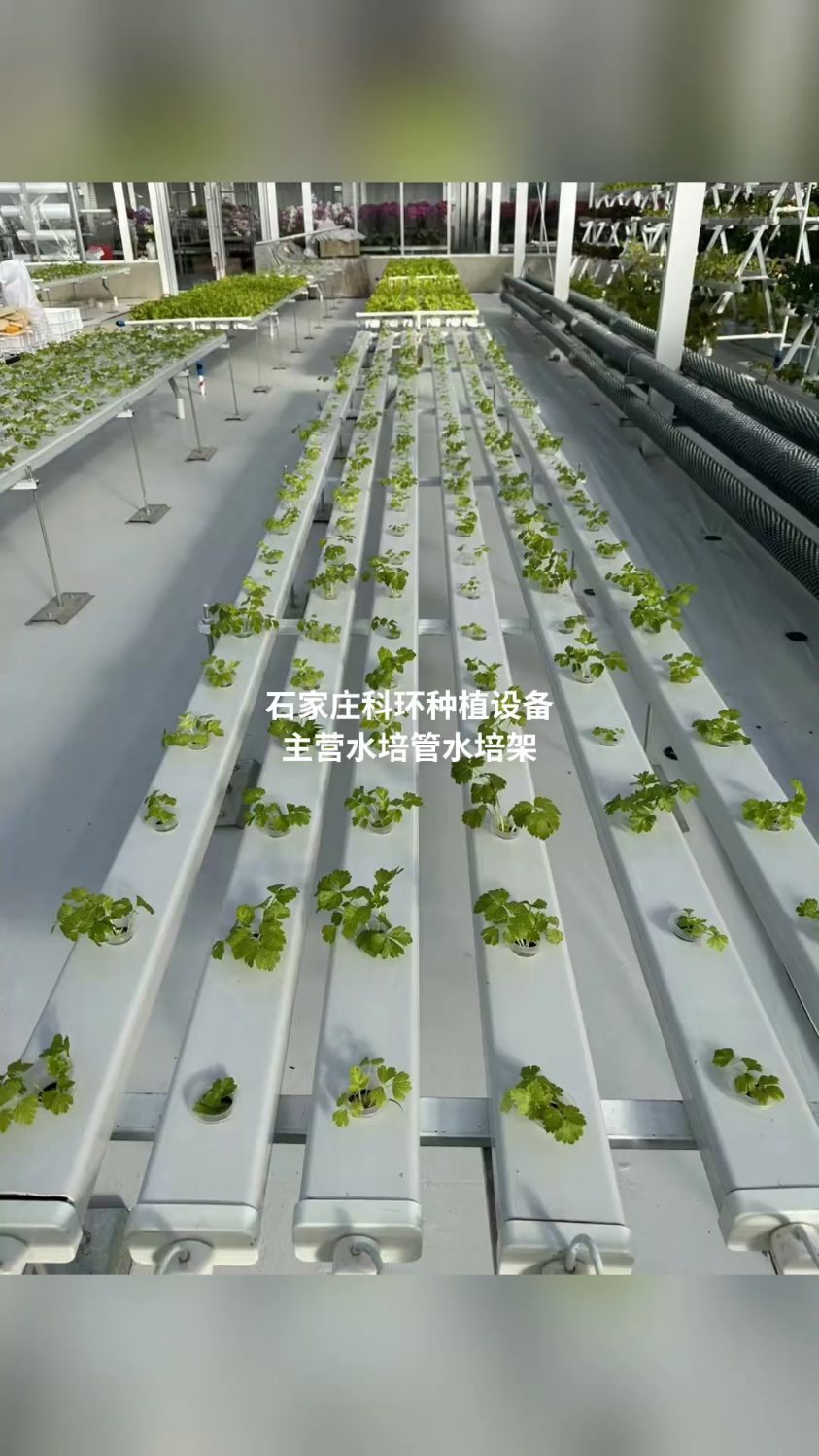石家庄科环种植设备厂家,主营水培管水培架,水培蔬菜,水培管厂