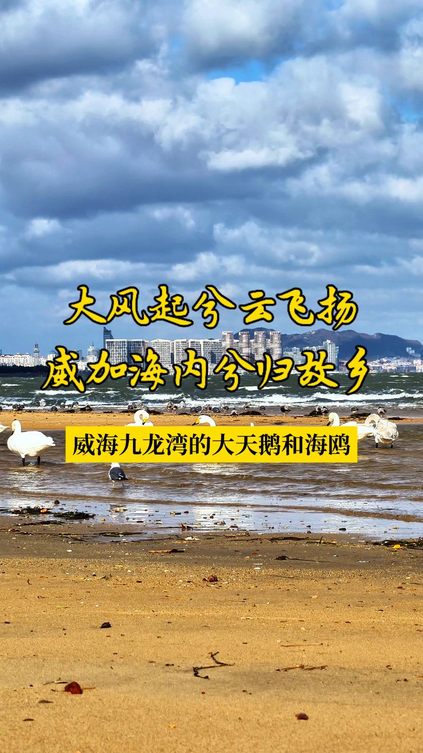 大风起兮云飞扬,威海九龙湾的大天鹅和海鸥岸边避风浪