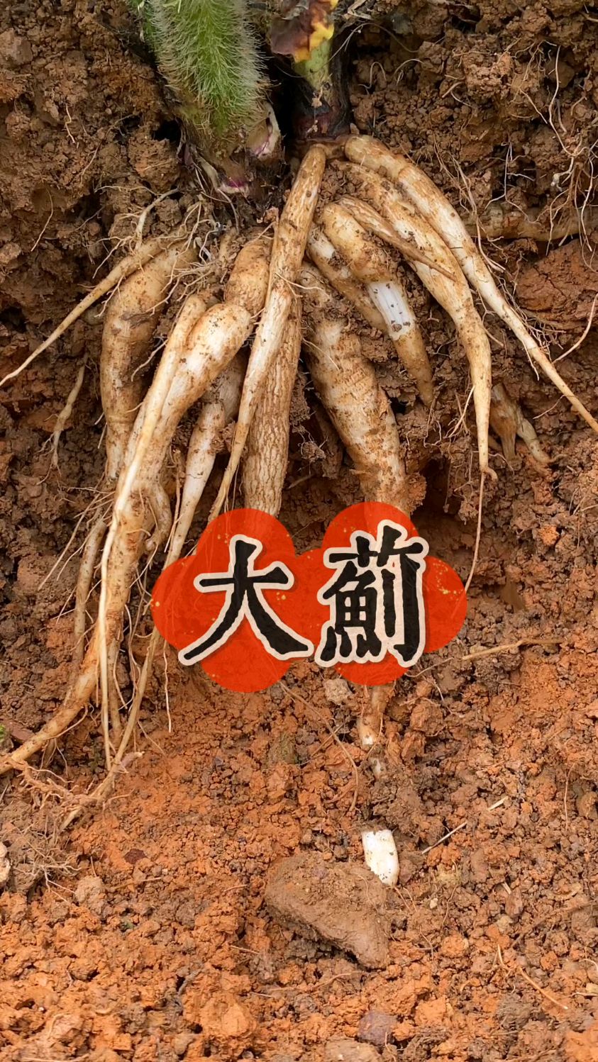 大蓟,又名刺儿菜,是菊科直立生长植物,你知道它有什么用处吗?