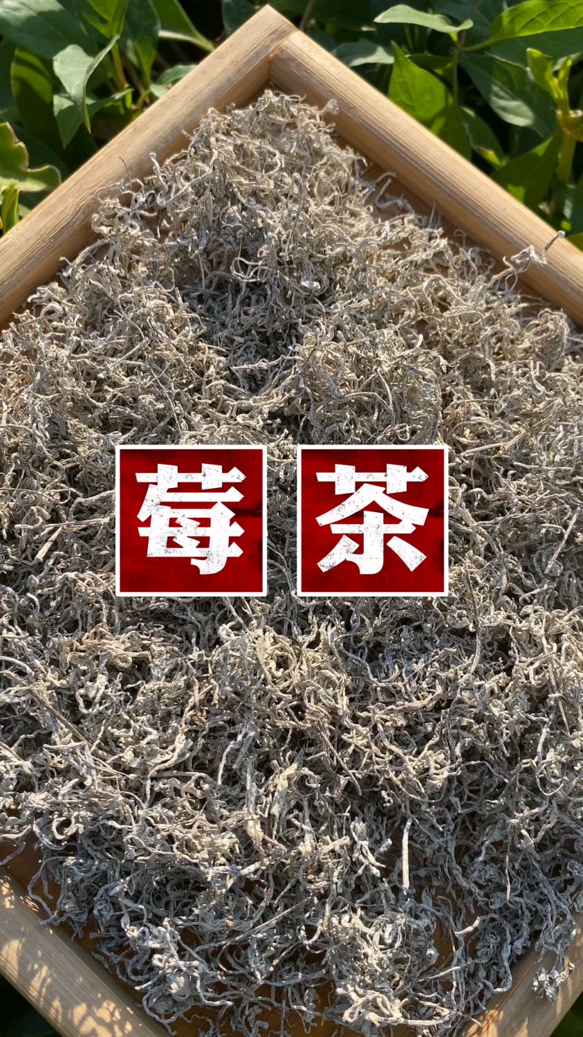莓茶因在制作过程中黄酮汁液析出,在茶的表面形成一层白霜而得名