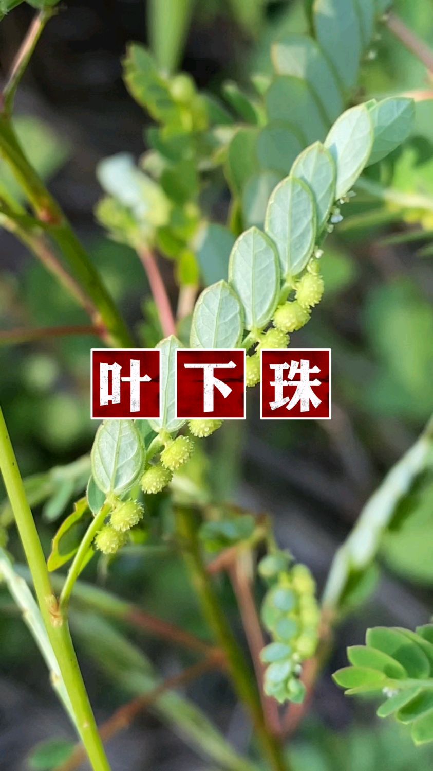 野外采收回来的叶下珠,有需要的朋友可以买些哦