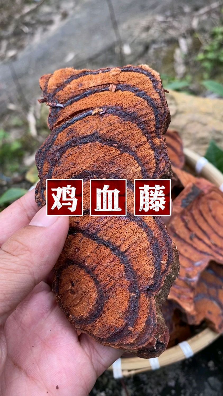 如果你想买到好一点的鸡血藤,可以看看我们家的哦