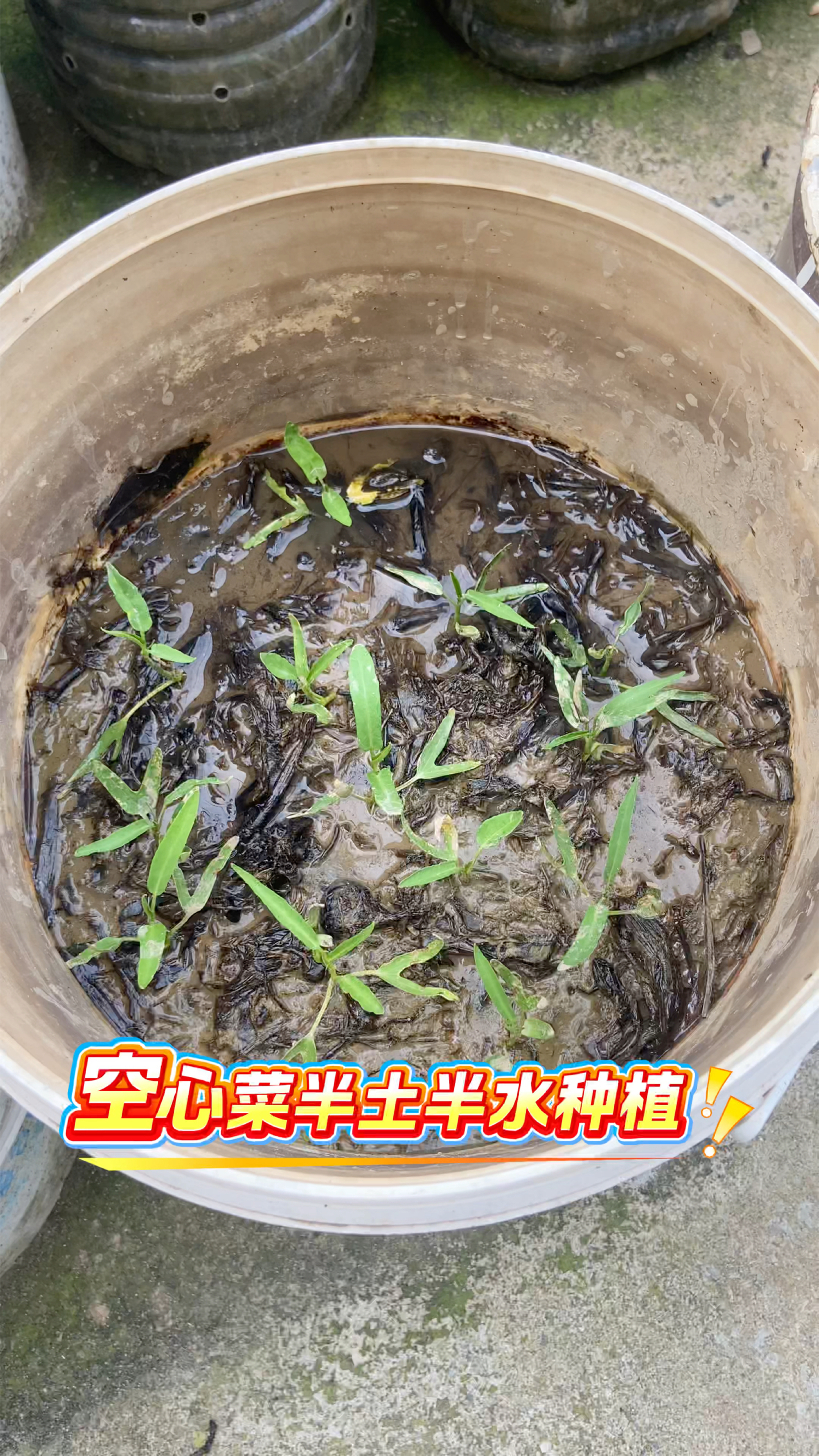 用半水半土的方法种空心菜,省心省力而且脆嫩又好吃#种植小技巧