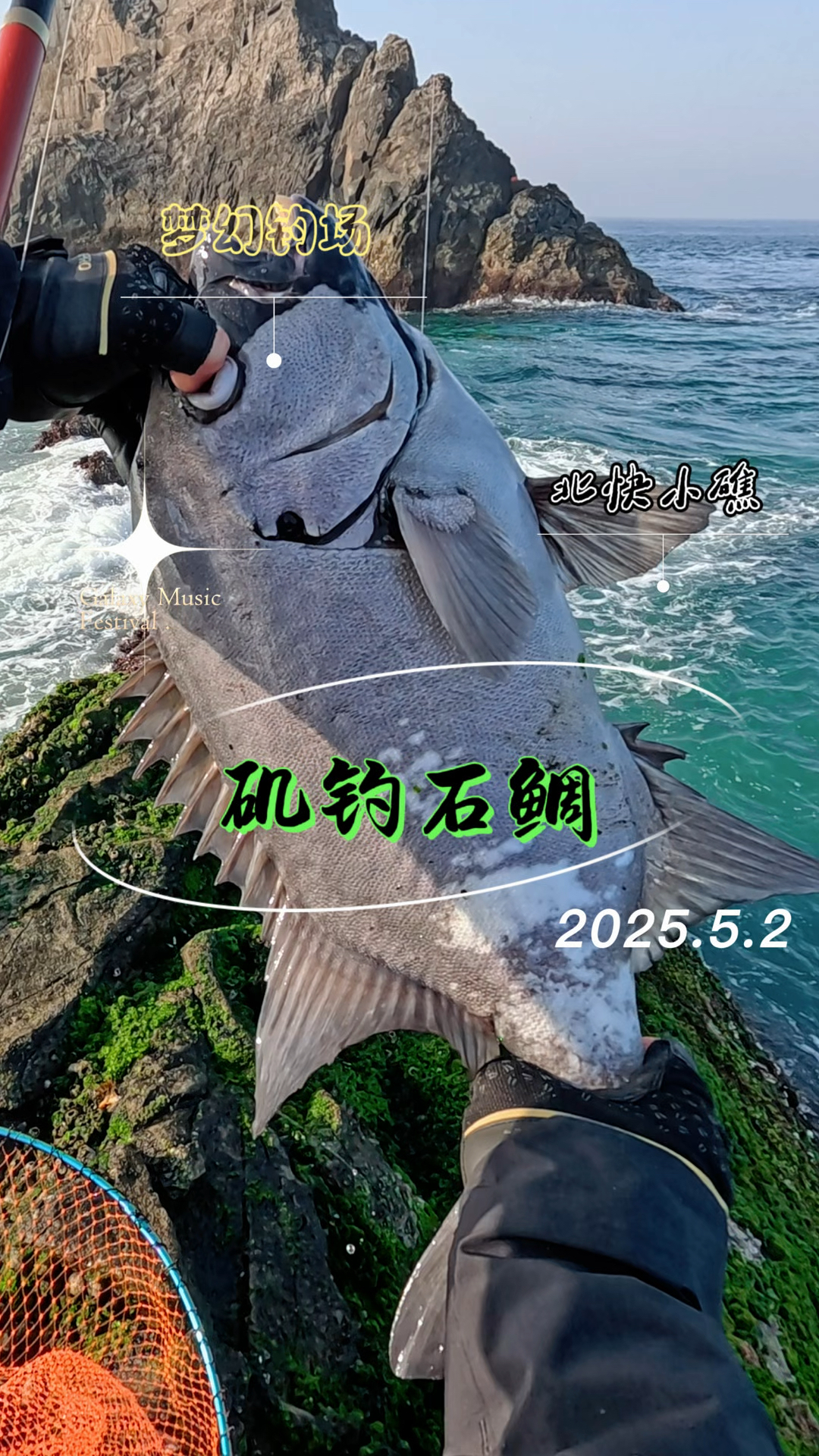 有些人,可望不可即。有些鱼,可遇不可求。2025舟山外甩石鲷上了