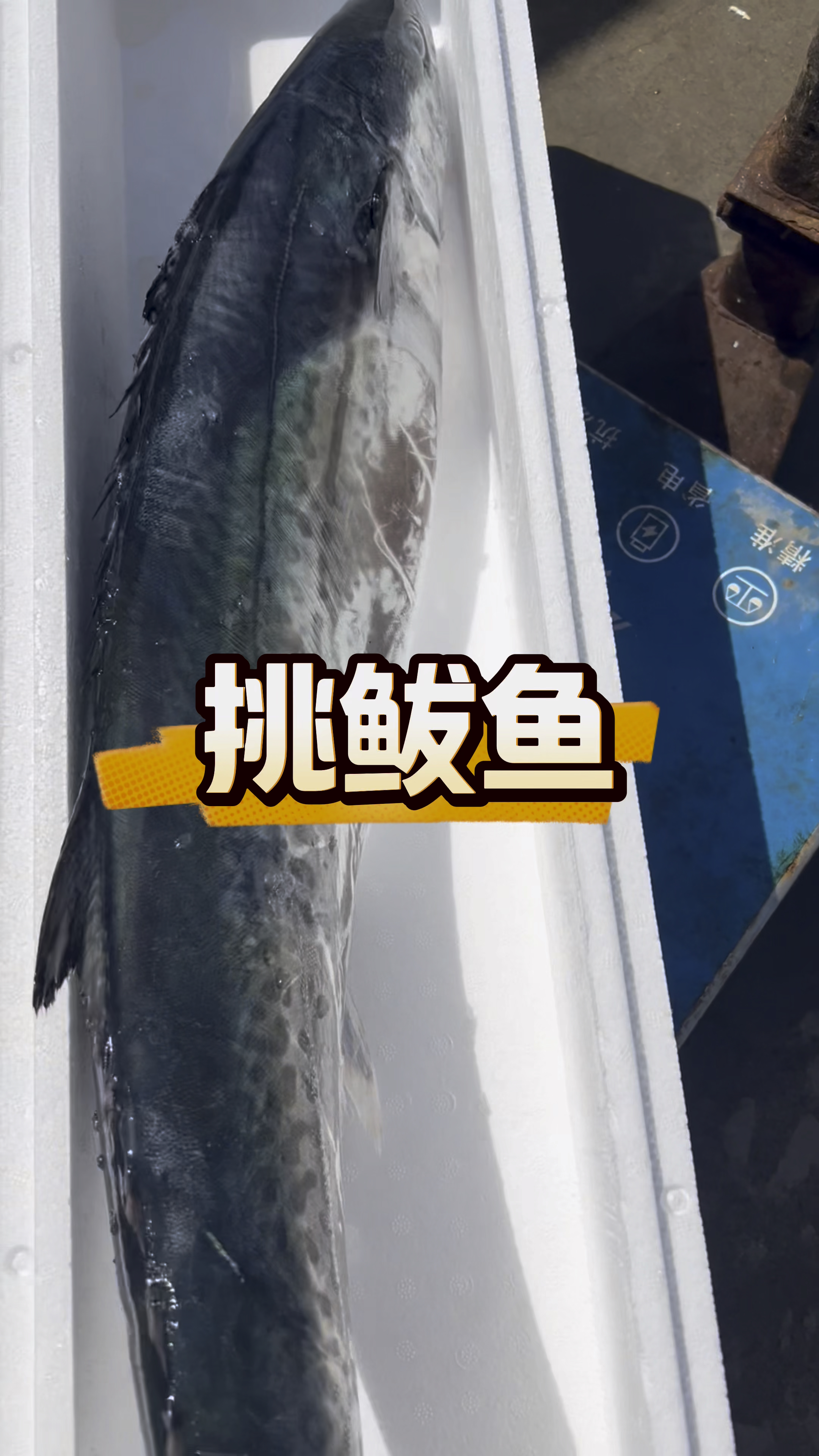 选鲅鱼有什么标准么,看上眼就是好的,喜欢就好