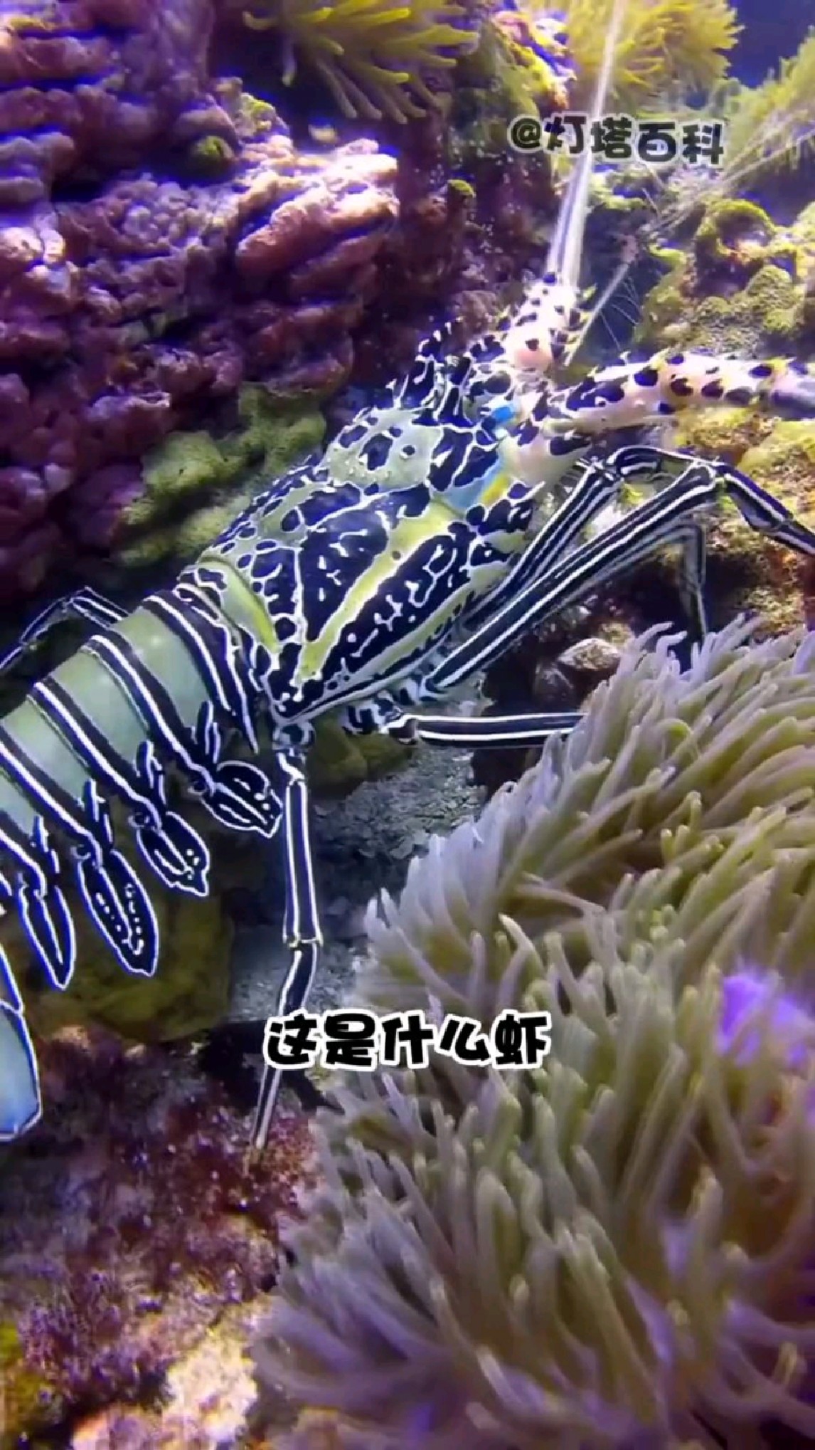 分享7种龙虾,你认识哪一种?