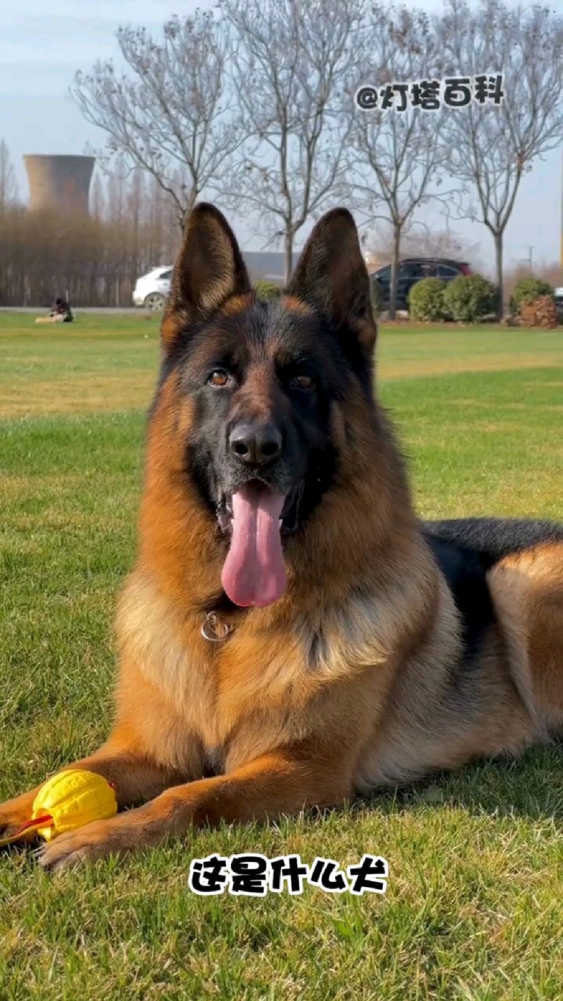 分享10种大型猛犬，你认识哪一种？