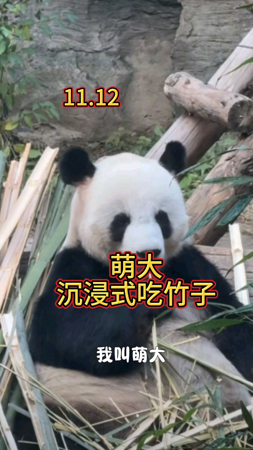 熊猫日常分享: 11.12日萌大沉浸式吃竹子
