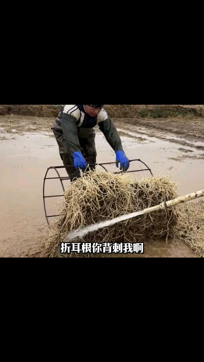 折耳根原来一直是我错怪你了