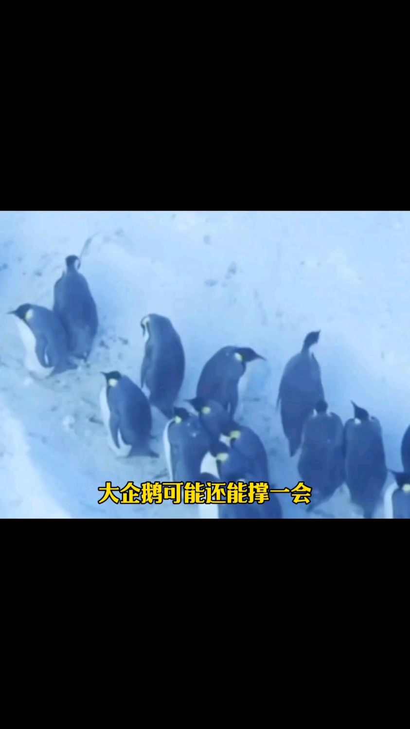 看到这群小企鹅真的忍心不救吗?