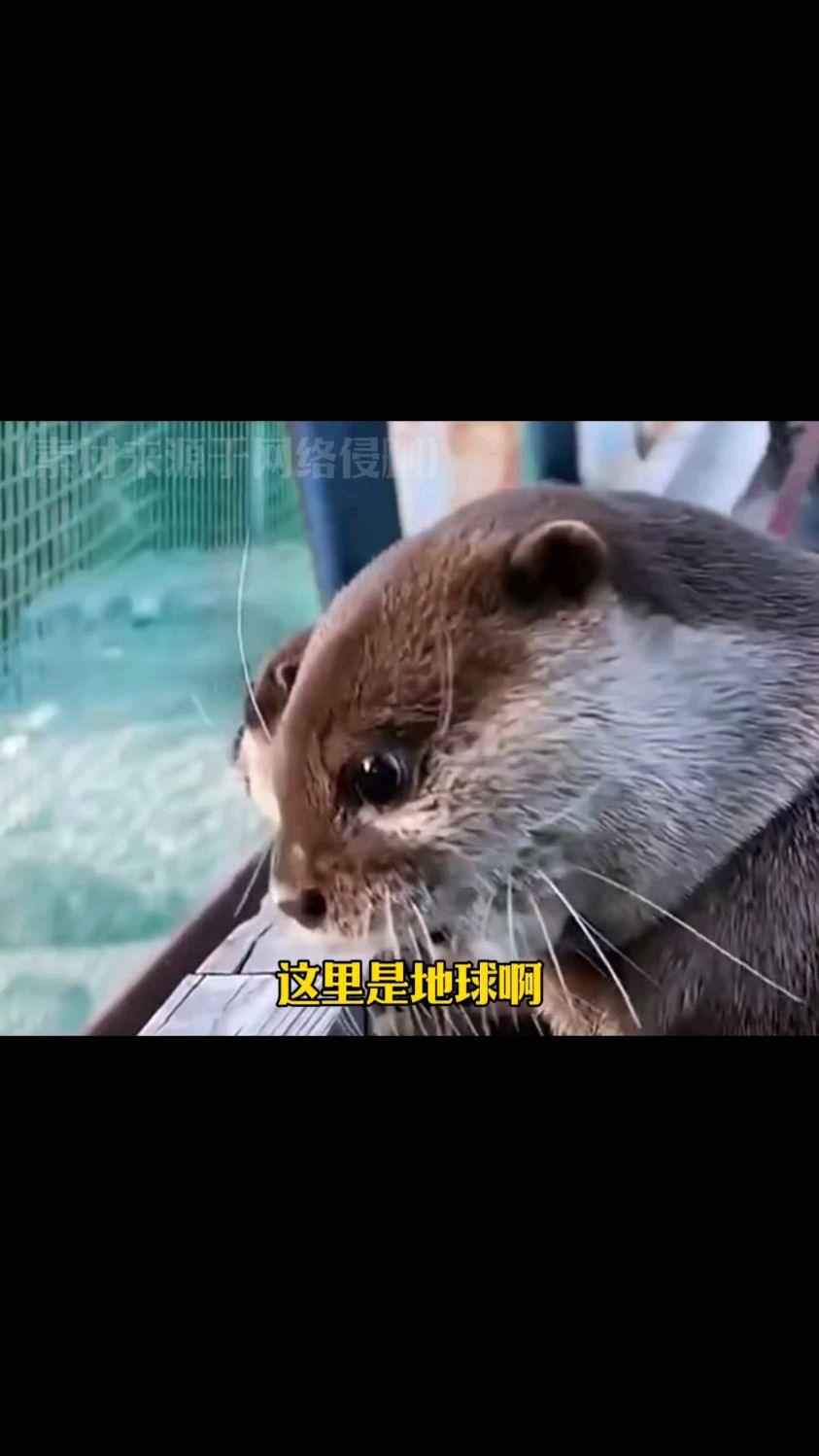 但是琵琶虾真的很好吃啊