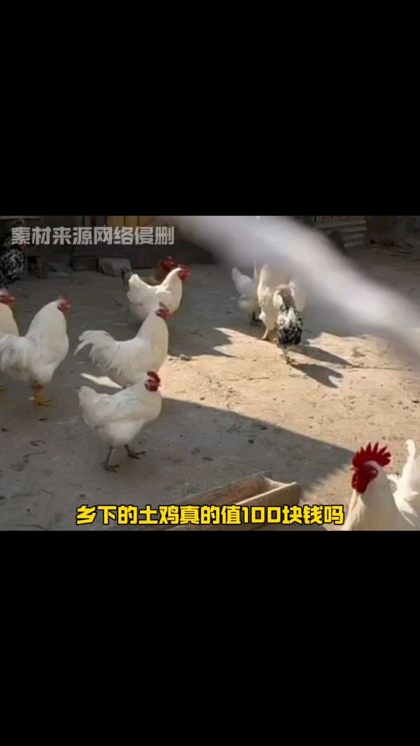 乡下的土鸡真的值一百块钱吗