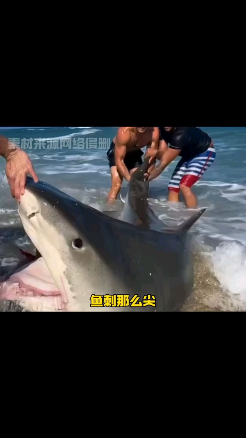 鱼刺尖到能扎破喉咙,为何扎不到鱼自己