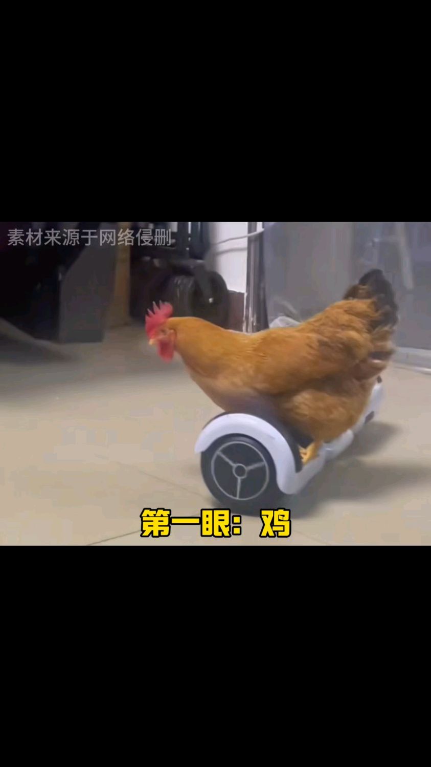 小飞鸡来咯～!!