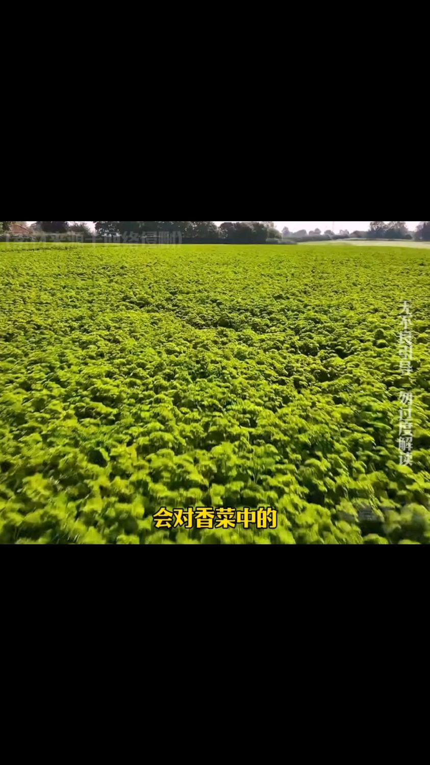 原来不爱吃香菜是有原因的