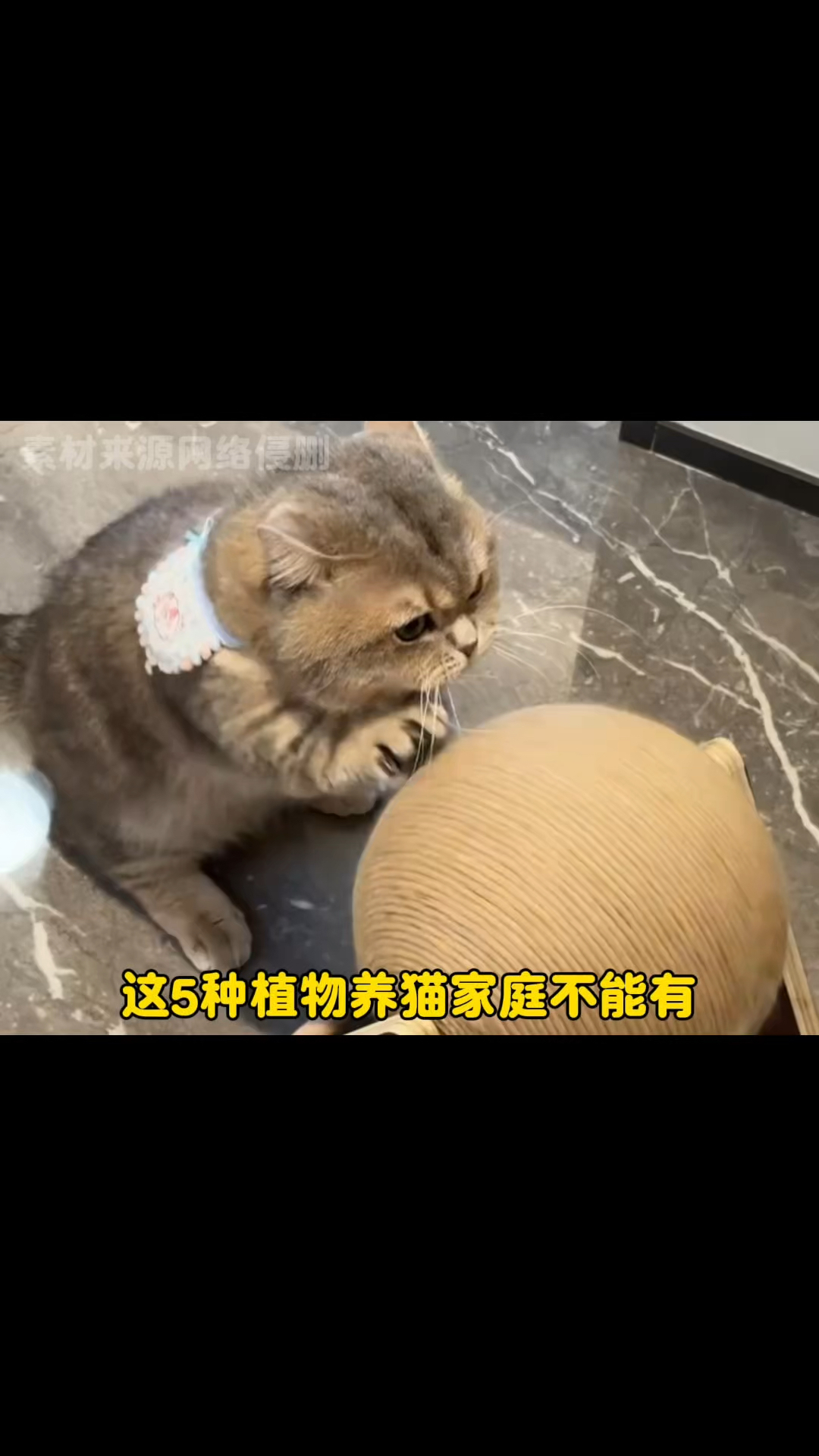 对猫猫来说有毒的植物