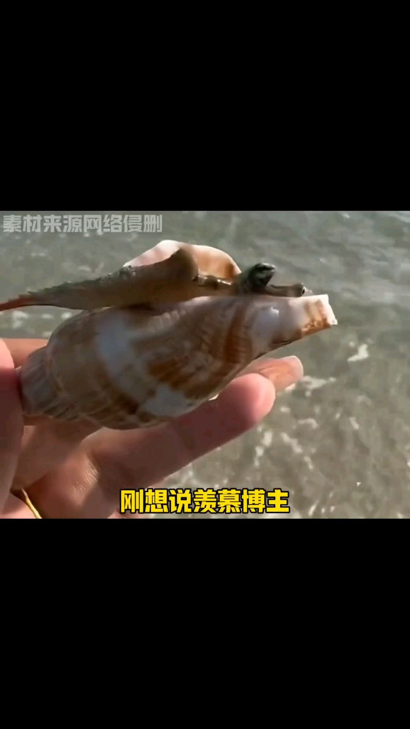 鸡心螺:美丽的外表下暗藏剧毒