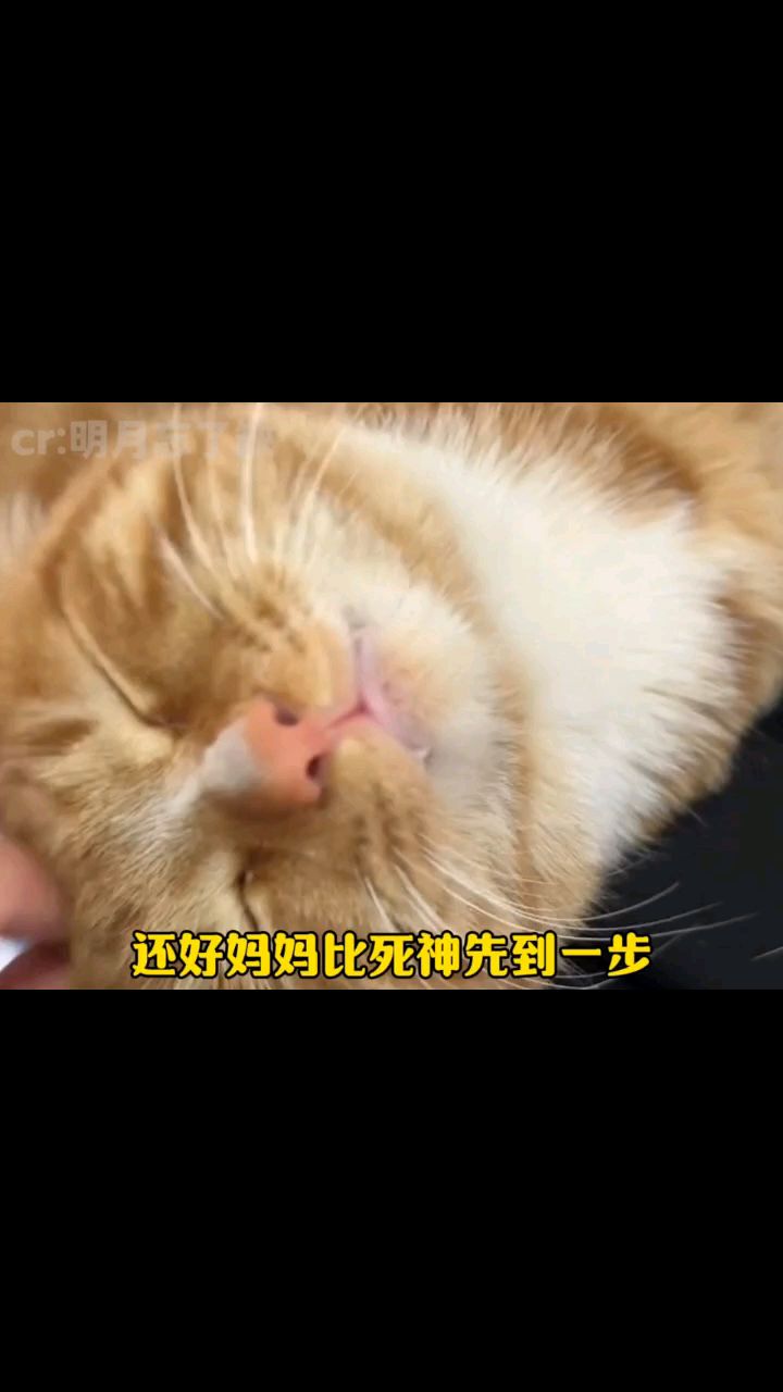 以后蛋黄派也有妈妈啦