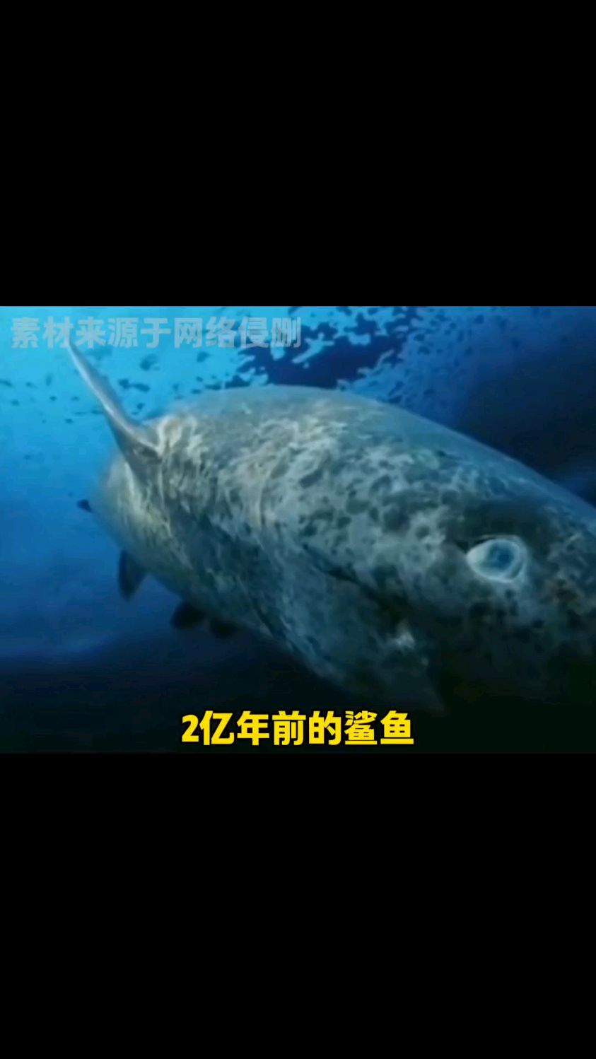 鲨鱼：两亿年后还有我的事儿啊？