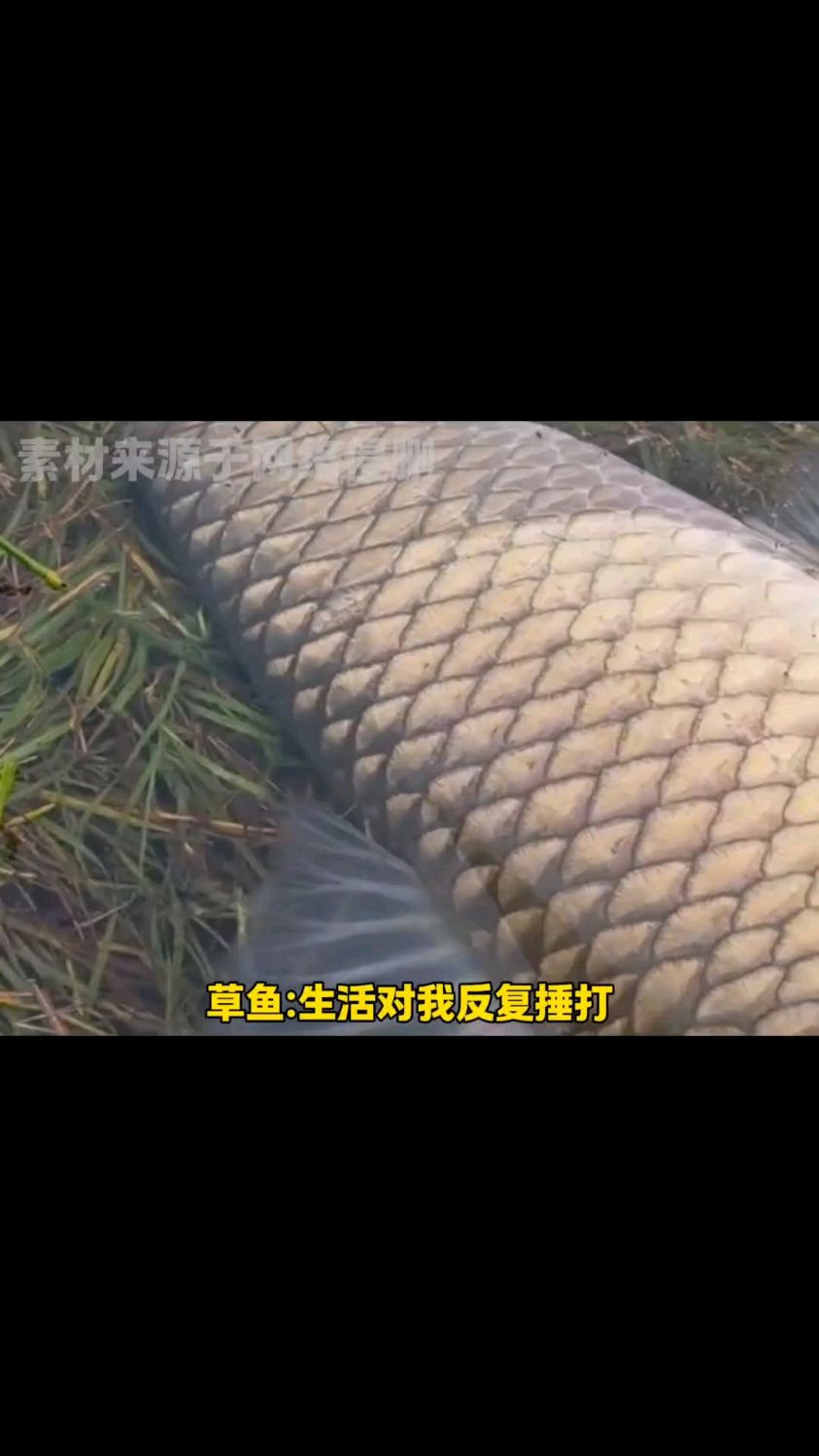 原来脆肉鲩的鱼是染上蚕豆病了啊