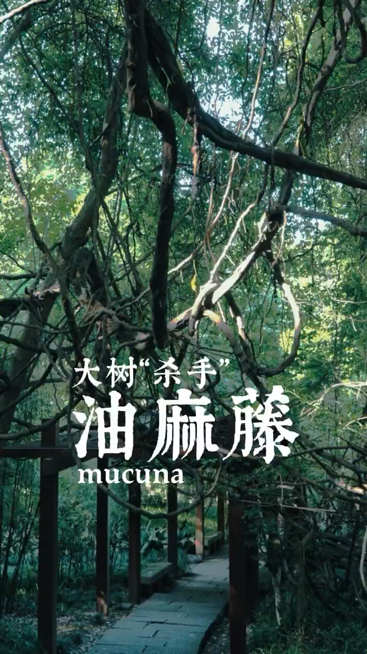 油麻藤的生长习性,油麻藤种子种植