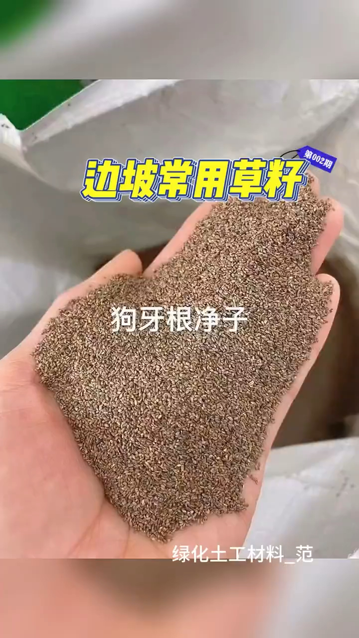 矿山复绿用什么草籽,边坡绿化用什么草种子