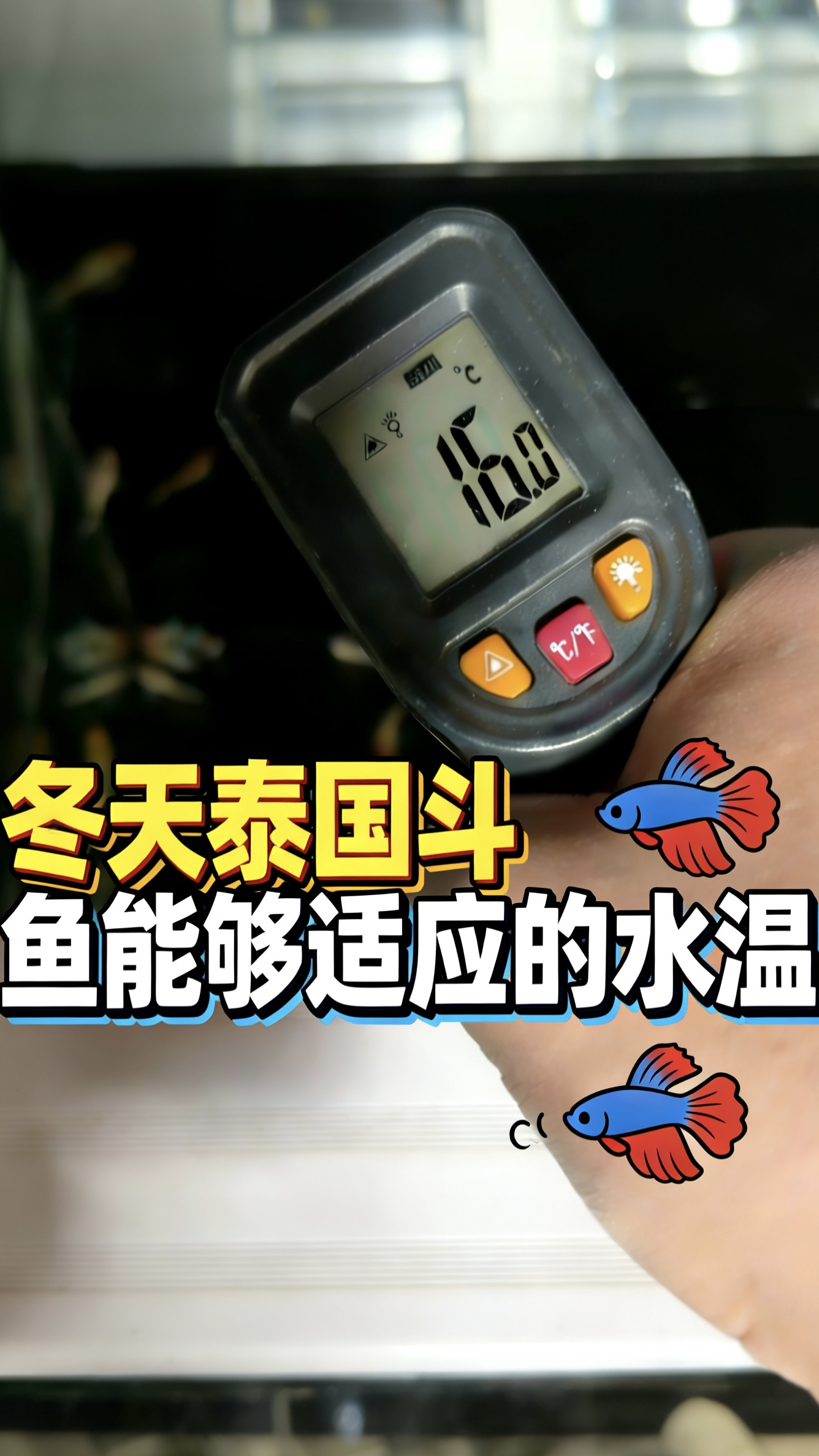 冬天泰国斗鱼能够适应的水温