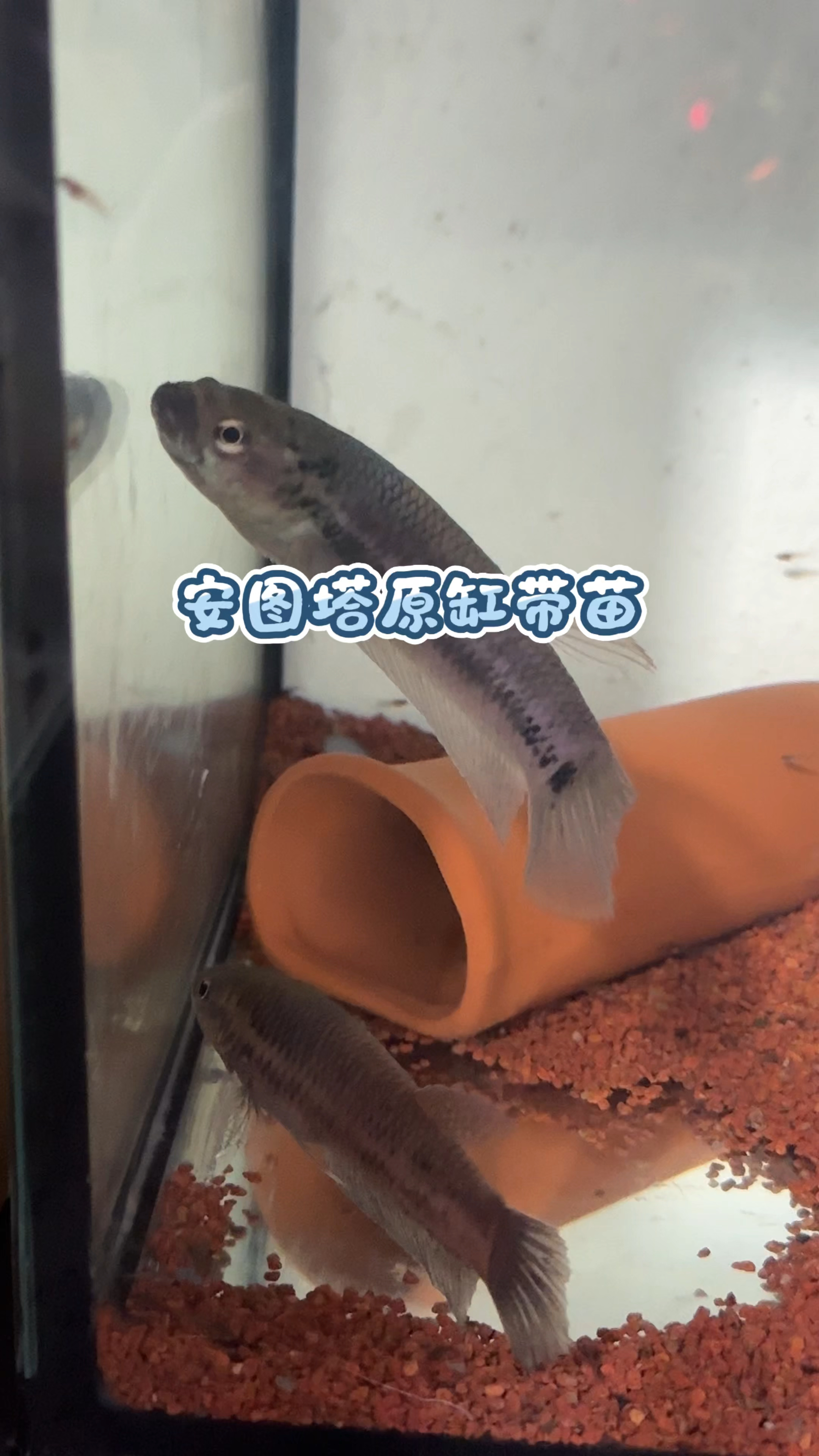 这应该是全网首个分享安图塔战狗斗鱼原缸带鱼苗的视频