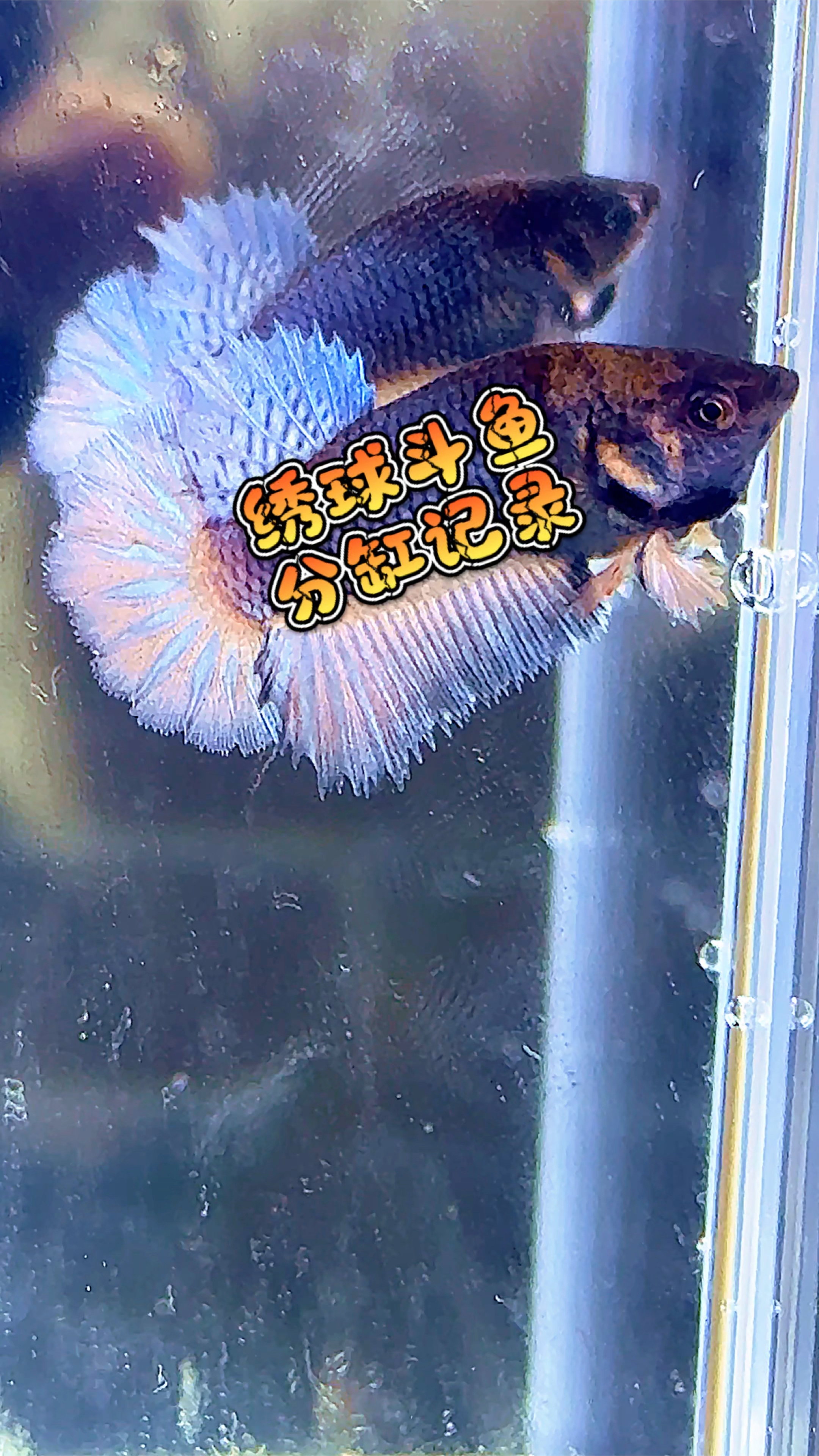 绣球斗鱼分缸记录