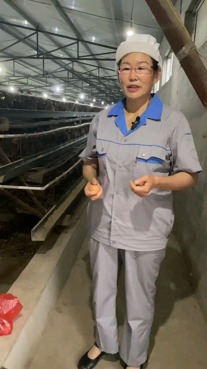 普通鸡蛋和七彩山鸡蛋的区别