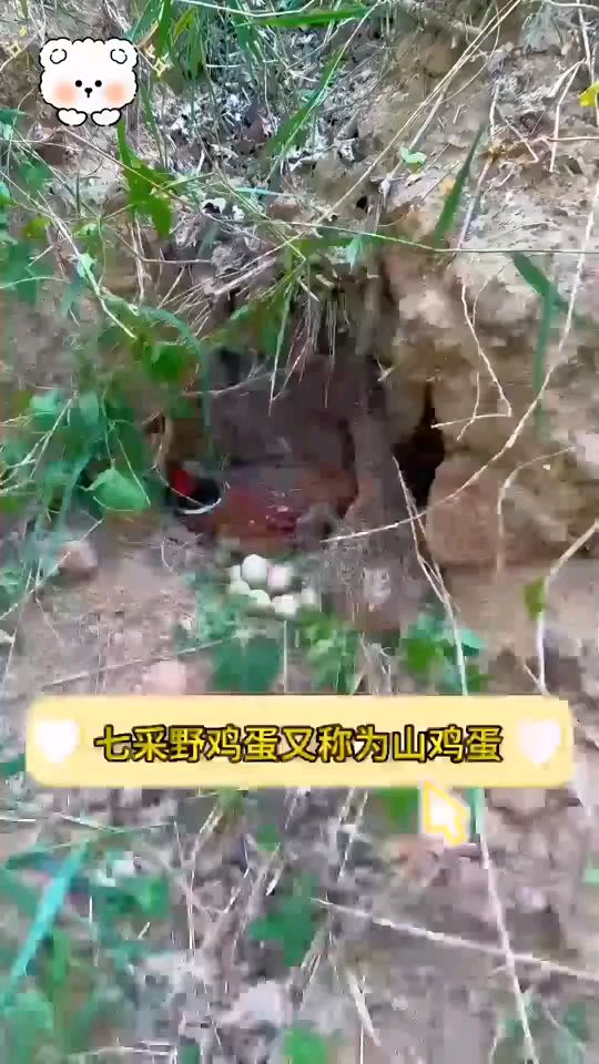 散养的七彩山鸡蛋,营养丰富,适合老人小孩食用。
