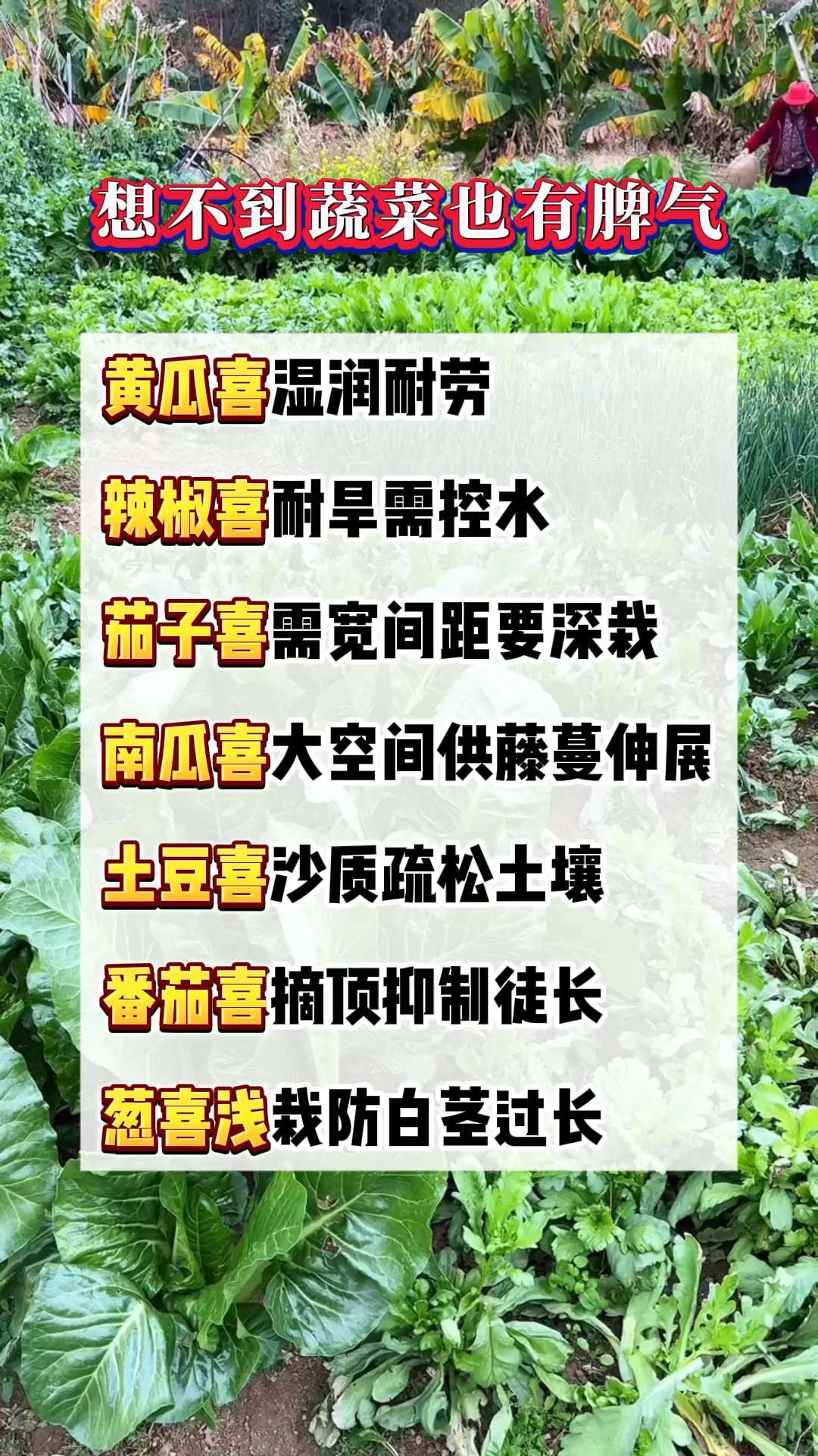 想不到蔬菜也有脾气