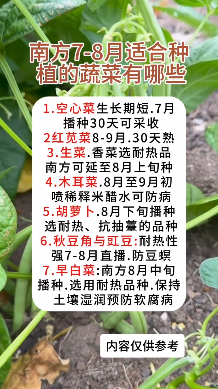 南方7-8月时候种植的蔬菜有哪些