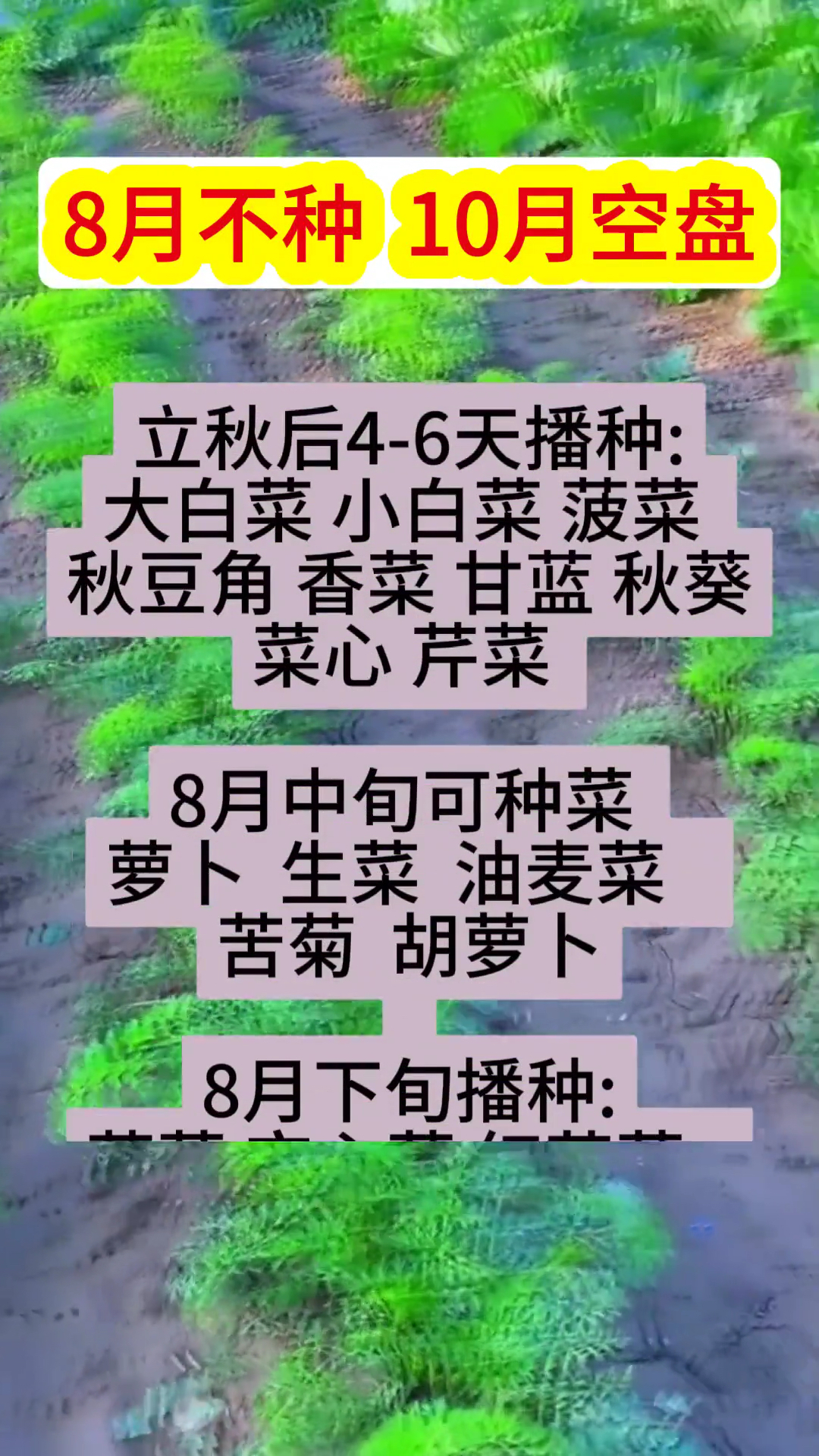蔬菜种植!8月种植的蔬菜