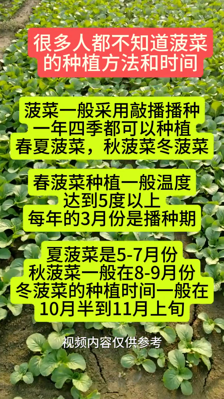 菠菜的种植方法和时间