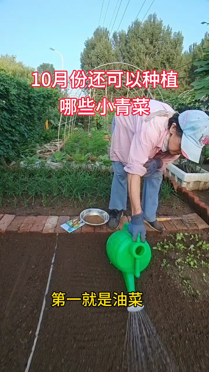10月份还可以种植哪些小青菜