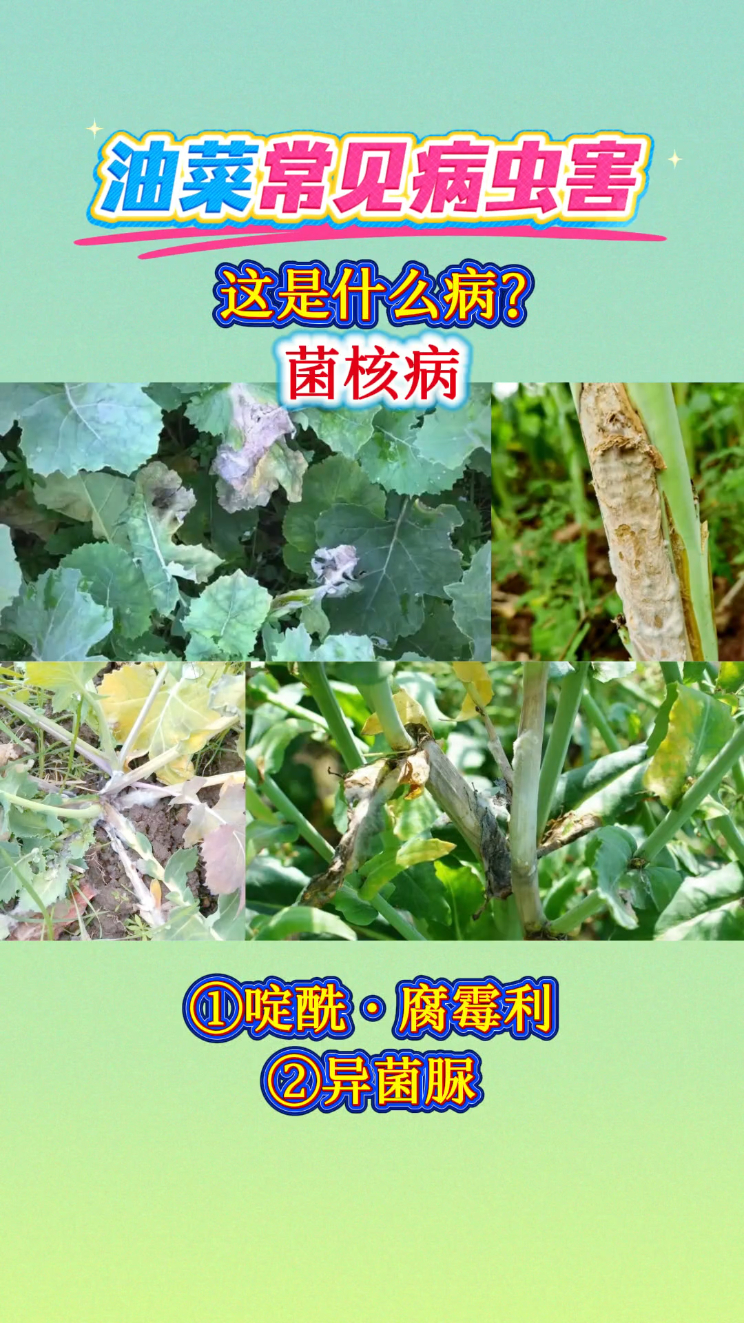 油菜常见病虫害。