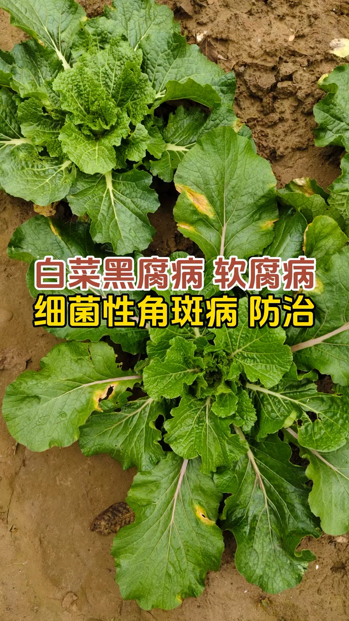 白菜黑腐病 软腐病细菌性角斑病防治