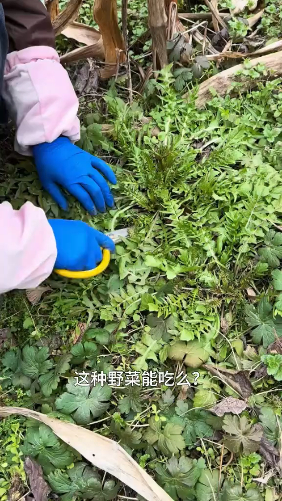 又到了挖野菜的季节,认识不同种类的野菜
