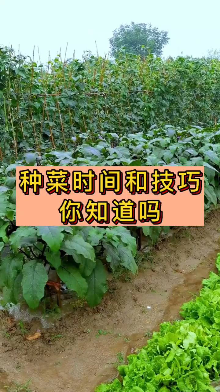 种菜时间和技巧！