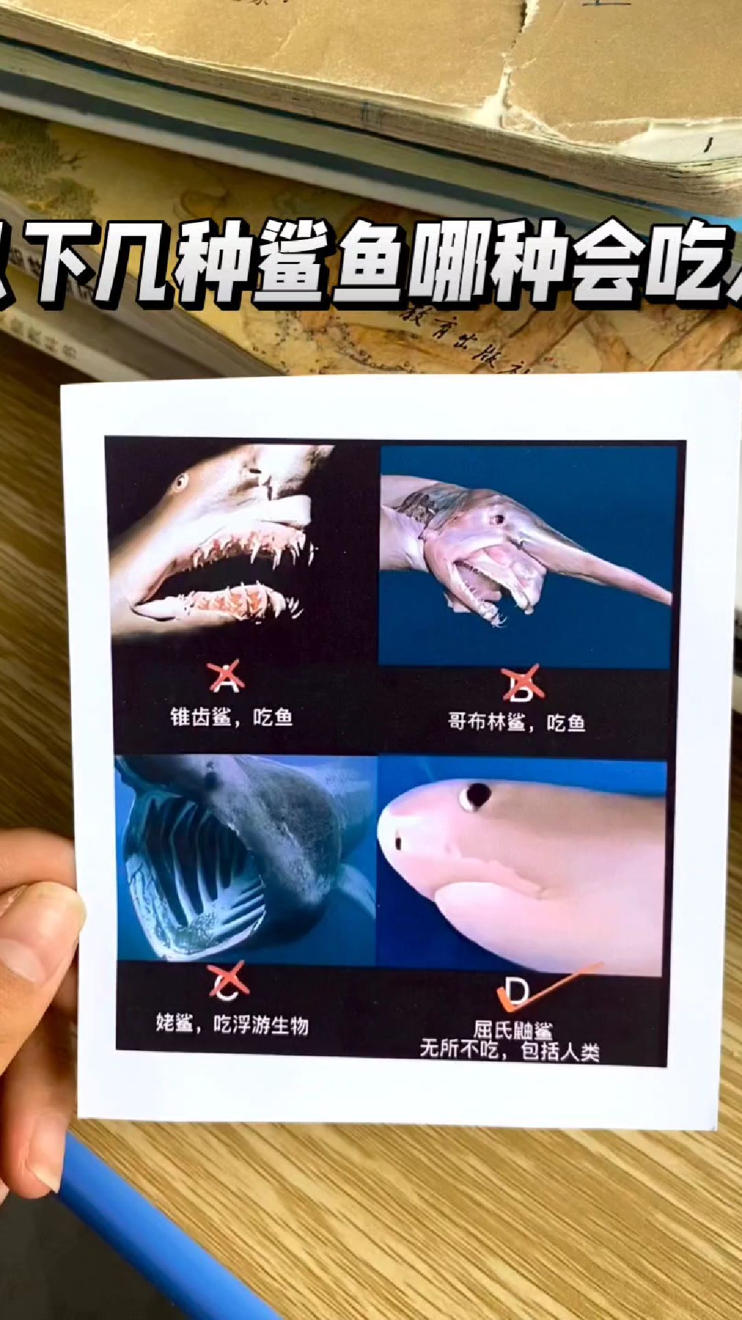 以下几种鲨鱼哪种会吃人