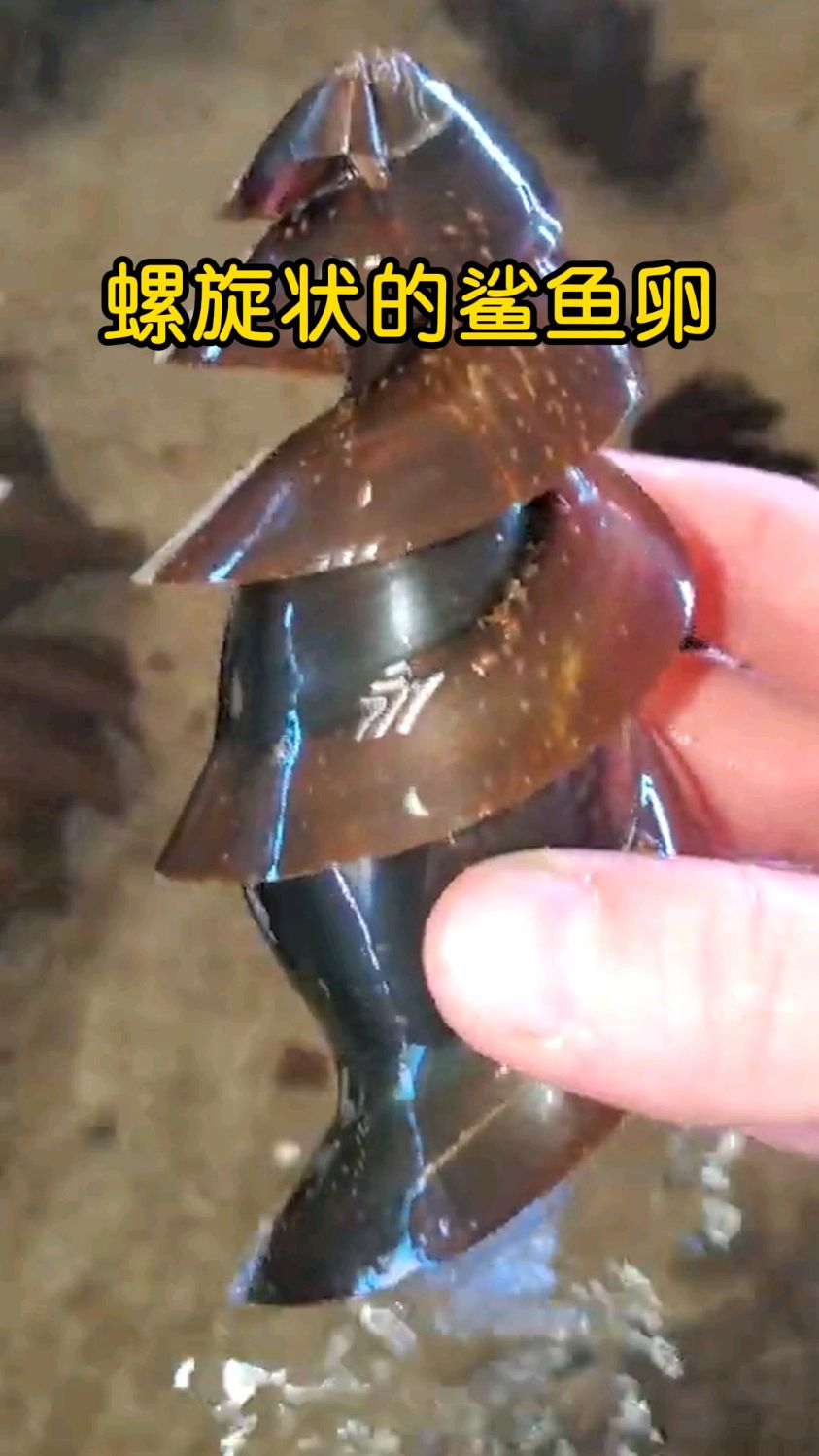 这个像钻头一样的东西，其实是鲨鱼卵！