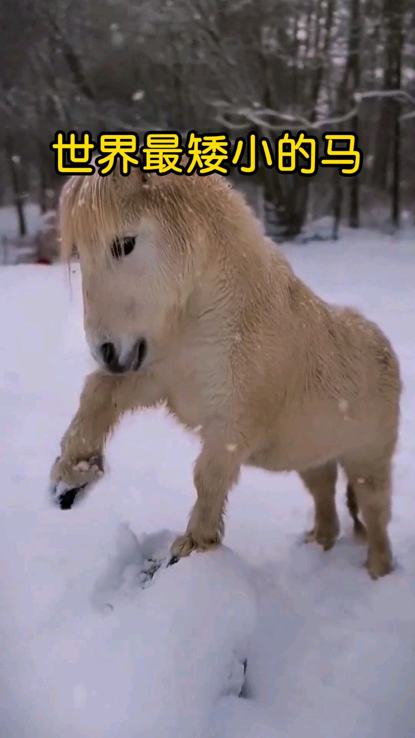 世界上最矮的马之一,pony马!