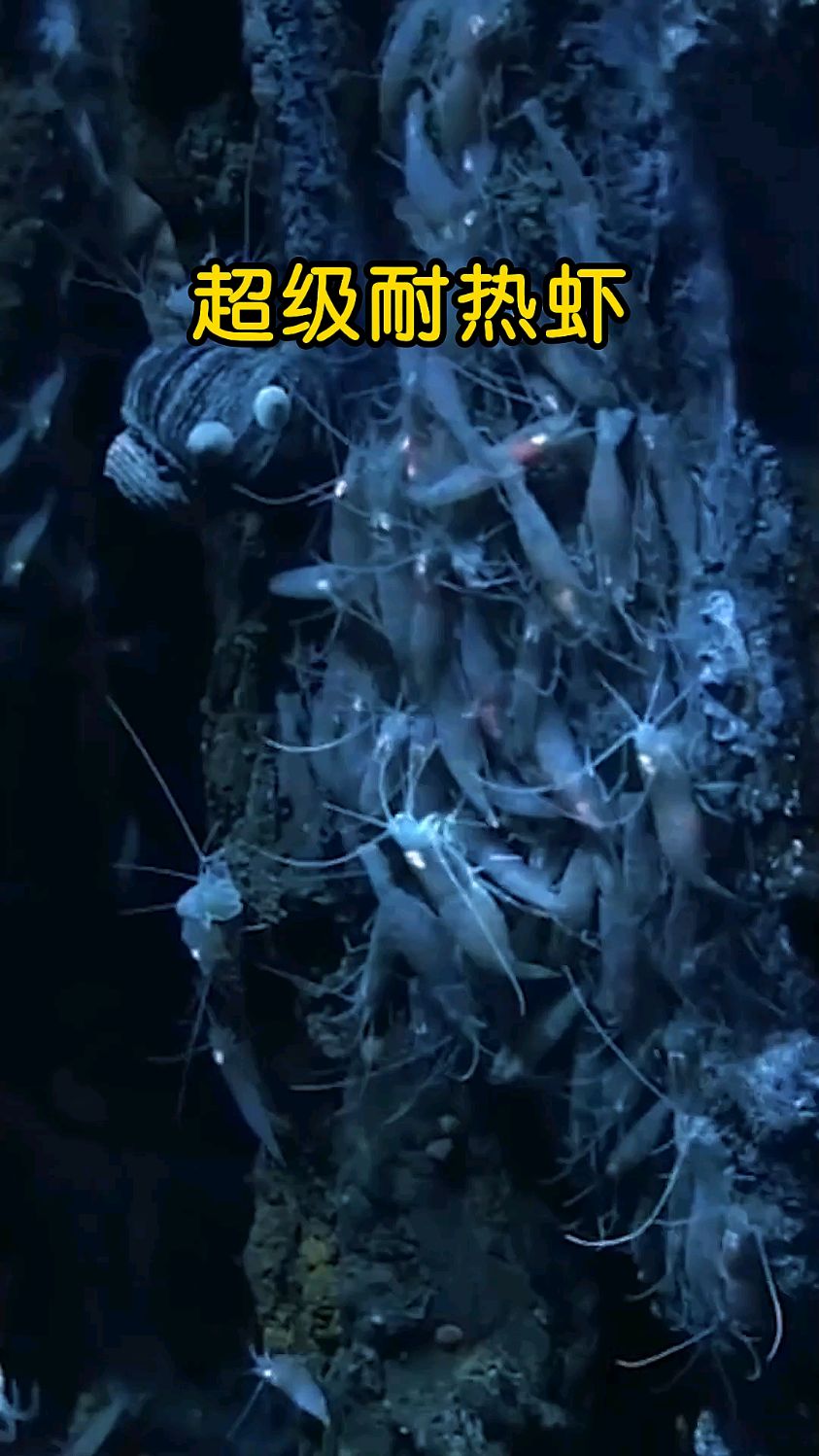 世界上最耐热的虾，常年在450度的火山口活动！