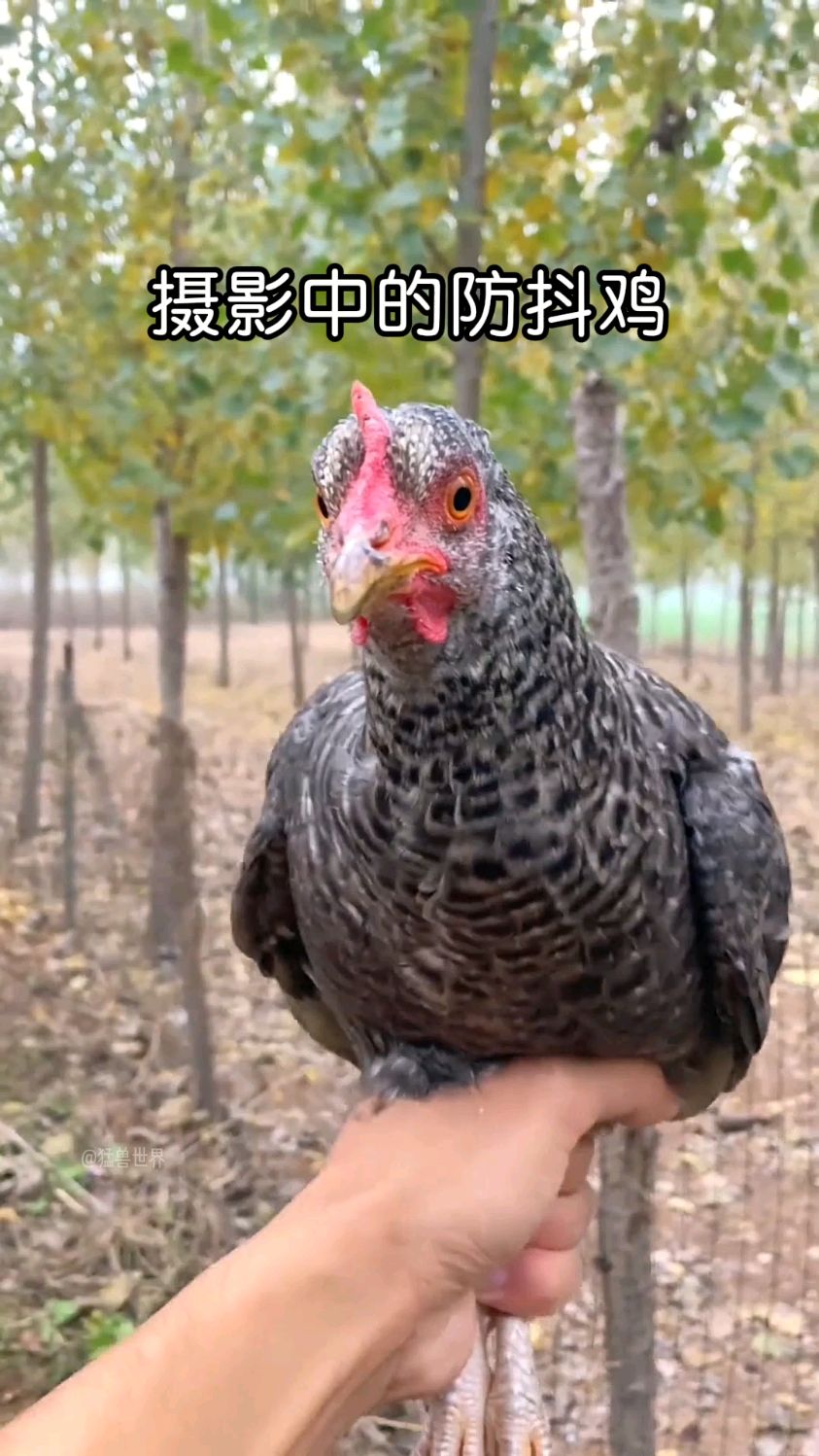 鸡头防抖术,比云台还稳!